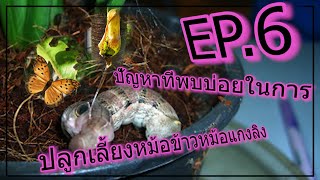 EP6 ปัญหาที่พบบ่อย ในการปลูกเลี้ยง หม้อข้าวหม้อแกงลิง