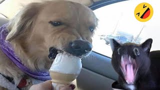 Funny Dogs And Cats s 2024 😅 - Best Funniest Animal s Of The week #15