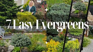 7 Evergreens for Every Garden!