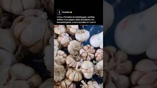 Tornador Cleans Garlic 🧄