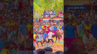 காரி காளை களத்தில் தரமான ஆட்டம் #jallikatt #edit #shortsvideo #shortvideo #video #tamil #bull