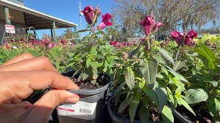 Spring Plant Shopping  Trip to One Of My Favorite Places