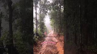 🌳ಮಲೆನಾಡಿಗೆ ಮೇಘರಾಜನ ಆಗಮನ⛈️☔️ಸಿದ್ದಾಪುರ ಉತ್ತರಕನ್ನಡ😍 #halasinamane#malenadu#siddapura |#uttarakannada