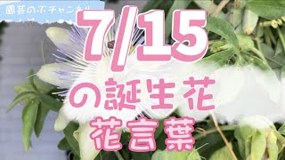 7/15の誕生花と花言葉【園芸のぶチャンネル】【７月】【１５日】【ガーデニング】【雑学】【トリビア】【トケイソウ】