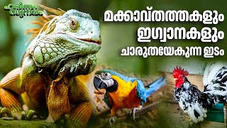 എടവനക്കാട് അഡ്വ. റഷീദിൻ്റെ സൂലാൻ്റ് ഫാം കാഴ്ചകൾ | Soolant Farm | Adv Rasheed | Haritham 511