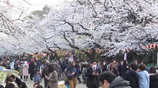 平成３１年上野公園お花見会の様子