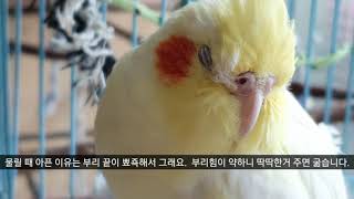 왕관앵무새 키울때 주의점, 자주 묻는 질문