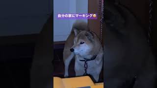 ご自身のお宅にマーキングする柴犬#shorts #shibainu #dog #柴犬