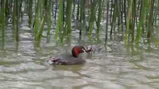 小鸊鷉 Little Grebe