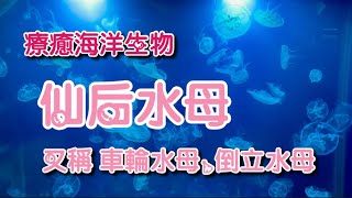 療癒海洋生物-仙后水母（車輪水母、倒立水母）