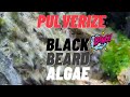 Eliminate Black Beard Algae 🧔🏻‍♂️🌱 and Prevent Its Return: A Comprehensive Guide #blackbeard