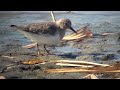 野鳥撮影・ オジロトウネン　temminick s stint