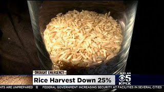 Drought Sucking California's Sushi Rice Harvest Dry