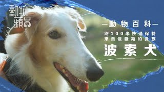 Borzoi 波索犬「狗界保特」6秒跑完100米 毛髮、骨骼保養有乜要留意？ #動物百科 #動物蘋台