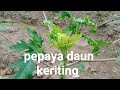 Penyebab daun pepaya keriting // obat daun pepaya keriting