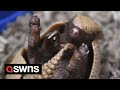 This tiny 1-month-old armadillo pup will melt your heart | SWNS