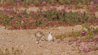 Juvenile California least tern begging for food from a decoy, used to attract breeding pairs to dese