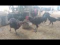 ayamku hari ini persiapan persilangan ayam pelung Bangkok ketawa Jogja