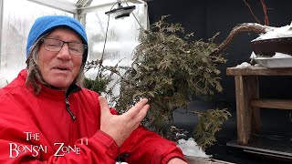 Pruning the Wild Thing, The Bonsai Zone, Dec 2024