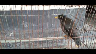 শালিক পাখি খুব সুন্দর শিস বাজায়।Animals Birds