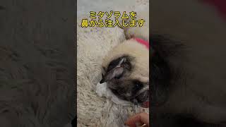 けいれん発作を起こしました#pug #brain-damaged dog#パグ脳炎#けいれん