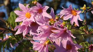 Giant 20 foot high Tree Dahlia imperialis flowers at wildfilmsindia arboretum at Jabbarkhet, Landour