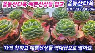 25.2.4 🌸꿀벅지 에스메랄다 소울하트 원종엘리자베스 실루엣군생 블랙쥬얼리 여우별 사막여우 에오니움들🌸국산화분 수입화분🌸 꽃동산다육 010 3939 4304전국택배 유료광고포함