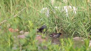 黑水雞 Common Moorhen