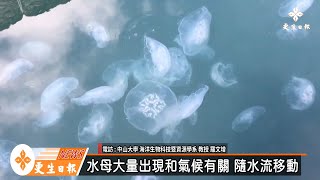 海月水母湧入花蓮港