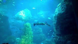 江ノ島水族館に行ってきました。 ~ short video ~  ( Enoshima Aquarium ) [ ACTITOP ]