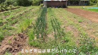 水はけ　玉ねぎ草刈り　ニンニク 2021 5 24 【畑のある暮らし】