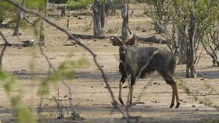 male Nyala antelope with lyre-shaped horns | females do not carry horns #africa #travel #safari #fyp