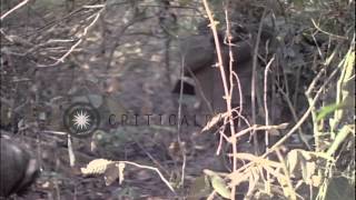 Soldiers make their way through dense jungle and bamboo thicket HD Stock Footage