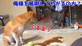 威嚇してる柴犬に対してまさかの反撃をした猫に笑ったw shiba inu