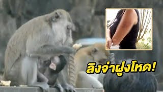 ลิงกัด นทท.รัสเซียบาดเจ็บ  | 28-11-60  | เช้าข่าวชัดโซเชียล