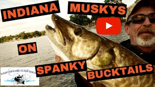 October Indiana Muskys on Spanky Bucktails! 4 FISH DAY!