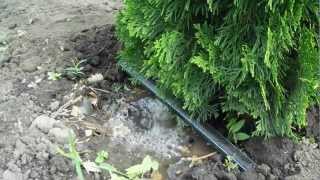 automatic irrigation (thuja occidentalis smaragd)