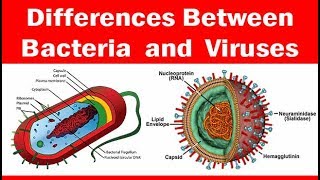 Viruses vs. Bacteria | What's The Difference?