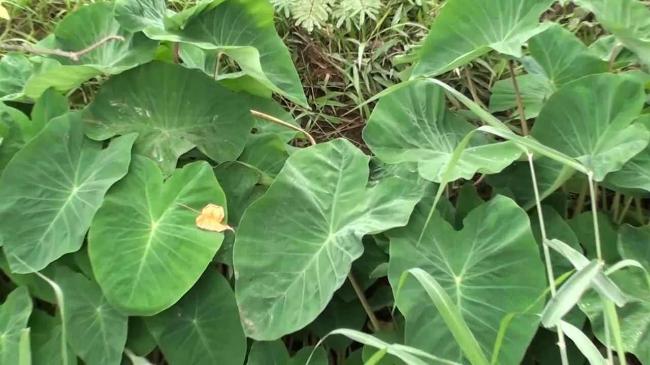 Cultivando Taioba, Xanthosoma Sagittifolium, Bulbos E Tubérculos, Ricos ...