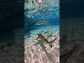 went swimming with blacktip sharks today frenchpolynesia snorkeling reefshark