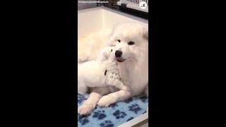 ママのホッペ大好き❤️ 甘えん坊のサモエド子犬 #Shorts