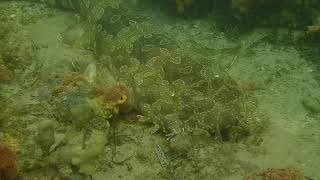 Wobbegongs Galore at Shiprock and More!