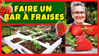 Culture de fraisiers et bar à fraises ! 🍓🍓🍓😋