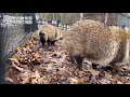 【旭山動物園】春の匂いがしたかな？4月の朝の近すぎエゾタヌキ asahiyama zoo japanese raccoon dogs