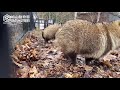 【旭山動物園】春の匂いがしたかな？4月の朝の近すぎエゾタヌキ asahiyama zoo japanese raccoon dogs