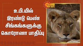 உ.பி.யில் இரண்டு பெண் சிங்கங்களுக்கு கொரோனா பாதிப்பு| Corona infection in two female lions in UP