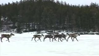 カナダの北方林でウッドランドカリブー