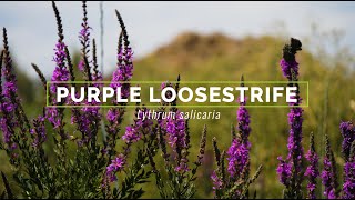 Purple Loosestrife