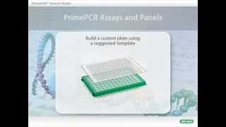 PrimePCR™ Assays: Build a Custom Plate (Suggested Template)