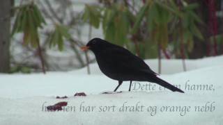 Svarttrost, hagens vakreste sang!